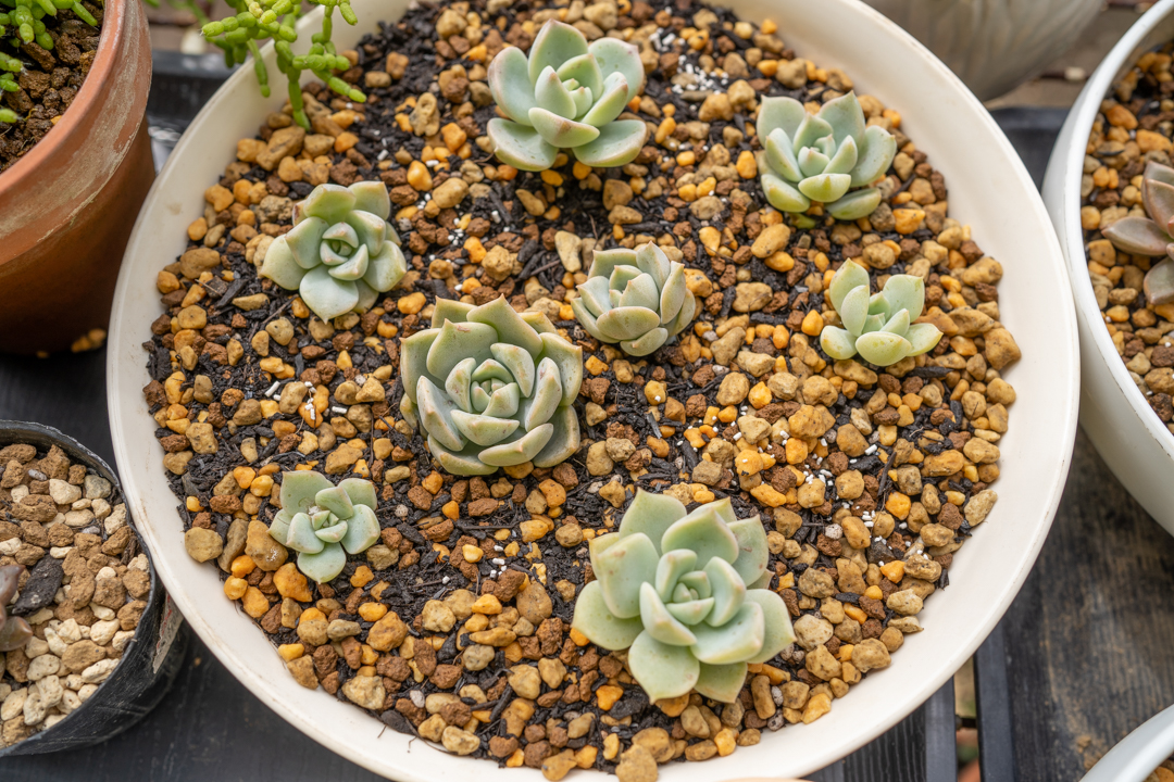 春のコレクション 多肉植物 葉挿しセット 植物/観葉植物