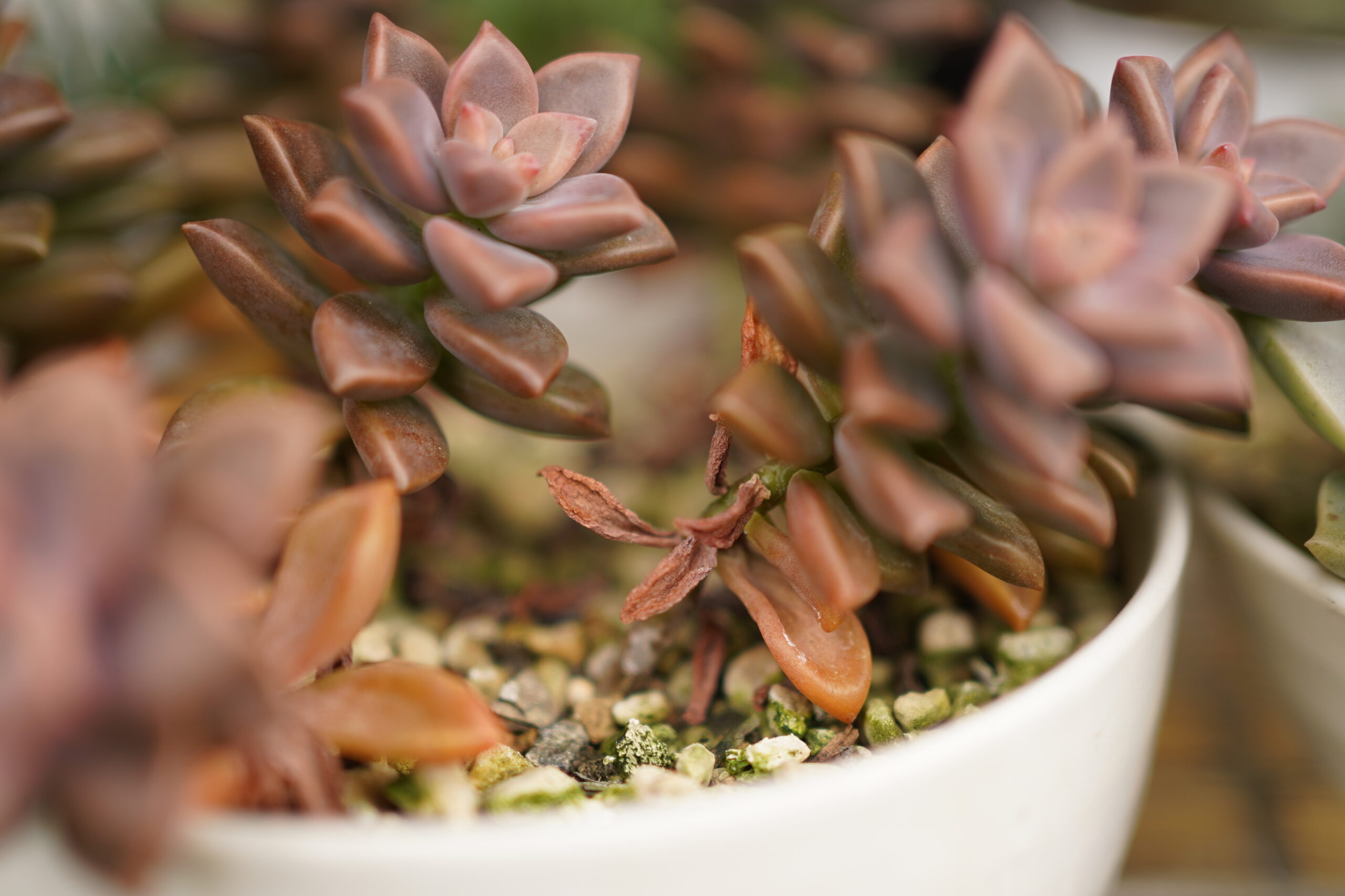 多肉植物の枯れ葉