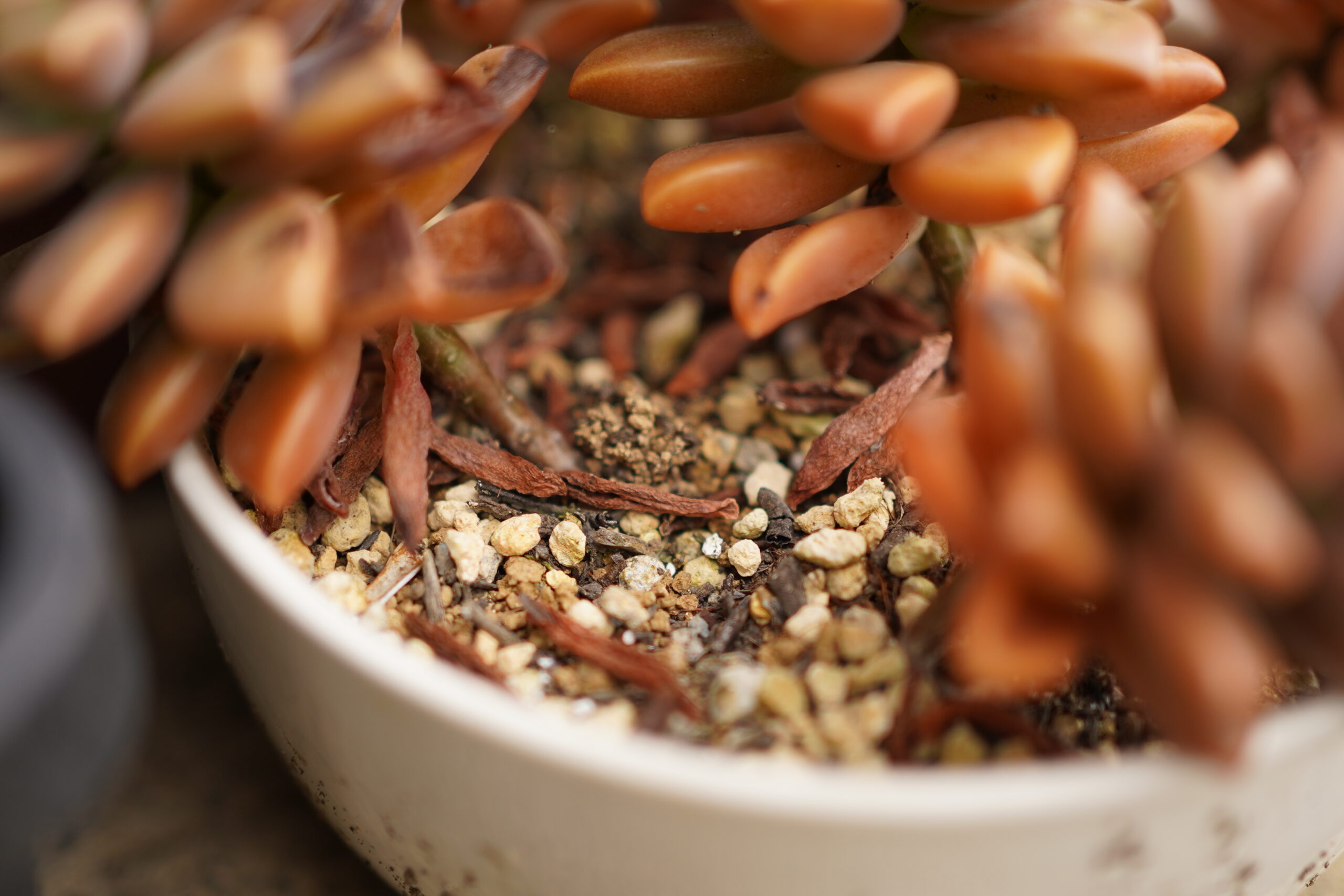 多肉植物の枯れ葉