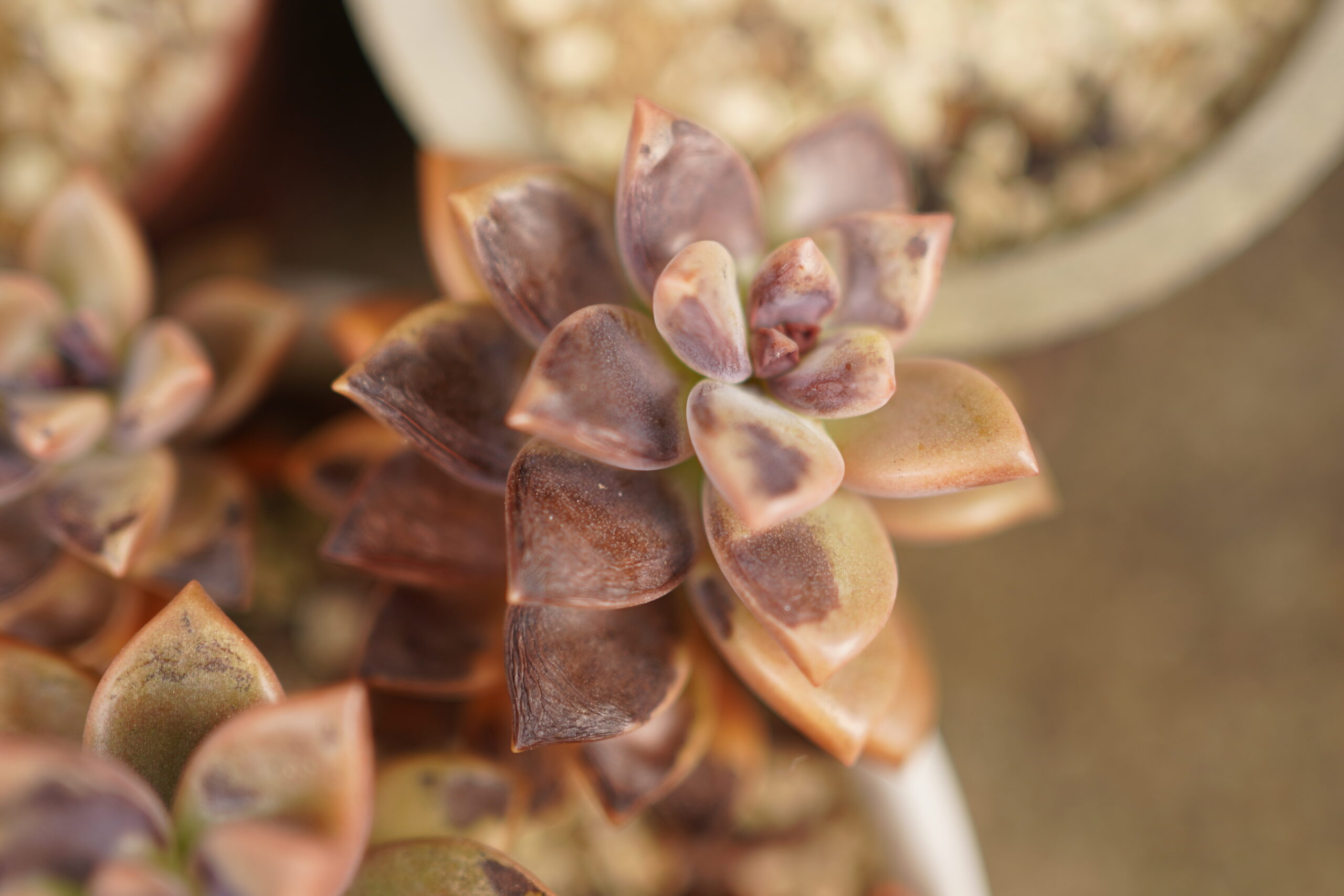 多肉植物の枯れ葉