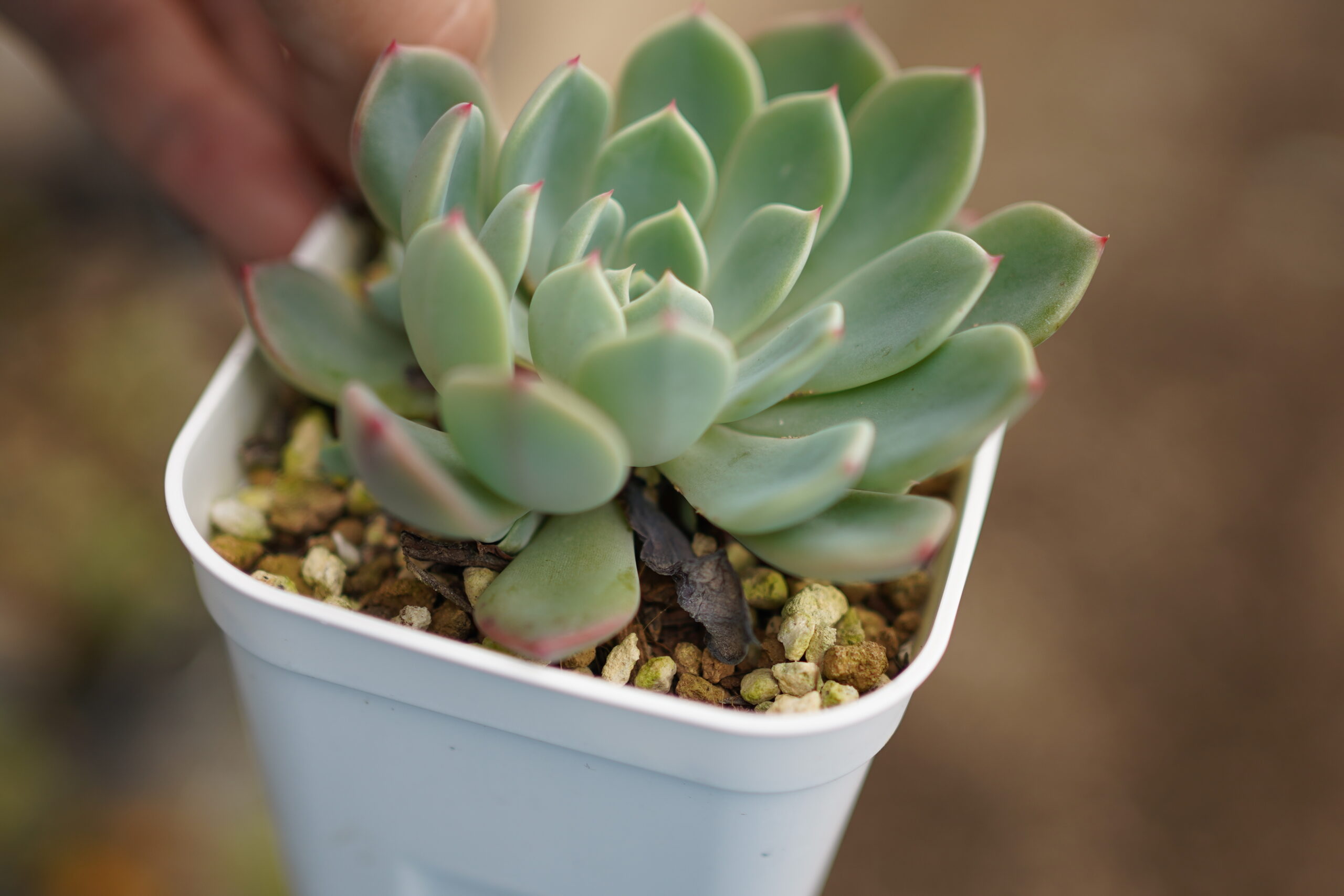 多肉植物の枯れ葉