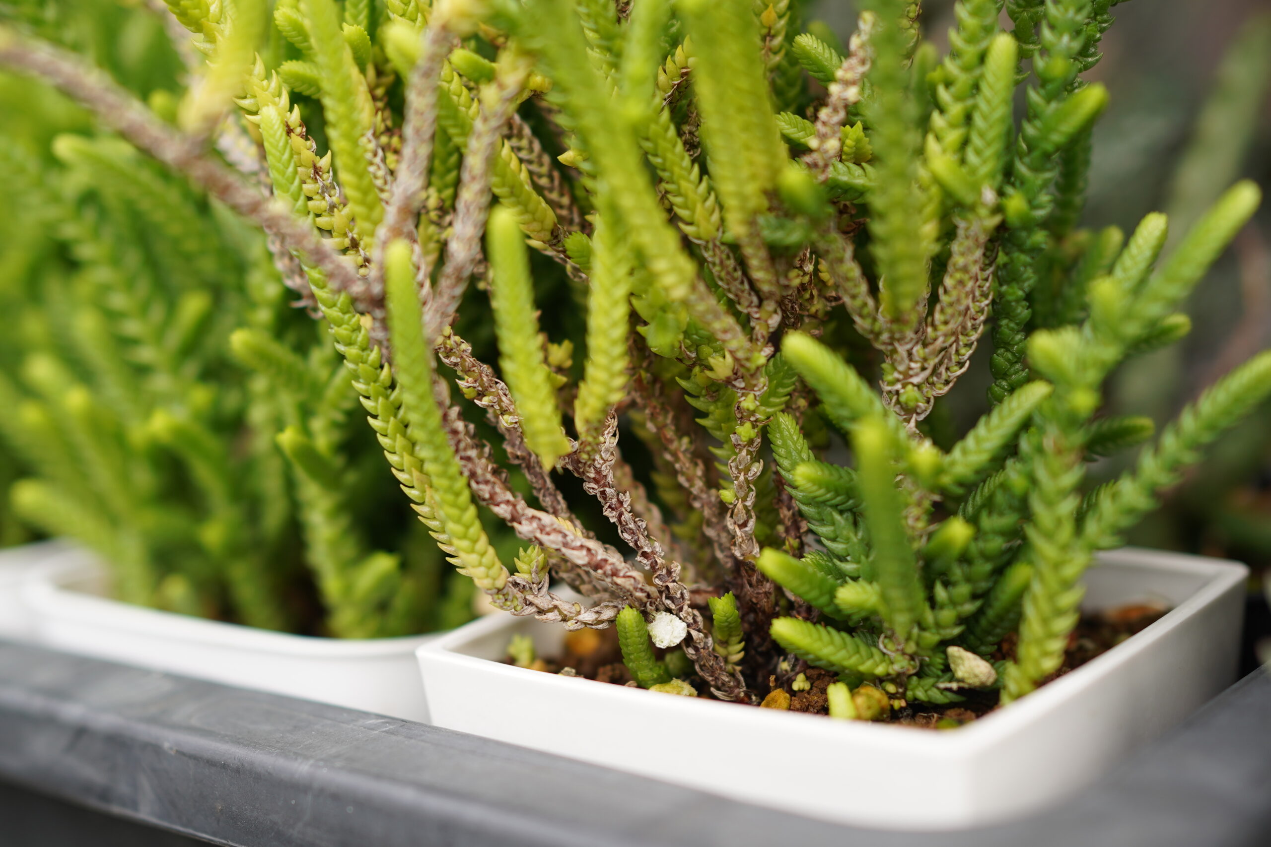 多肉植物の枯れ葉