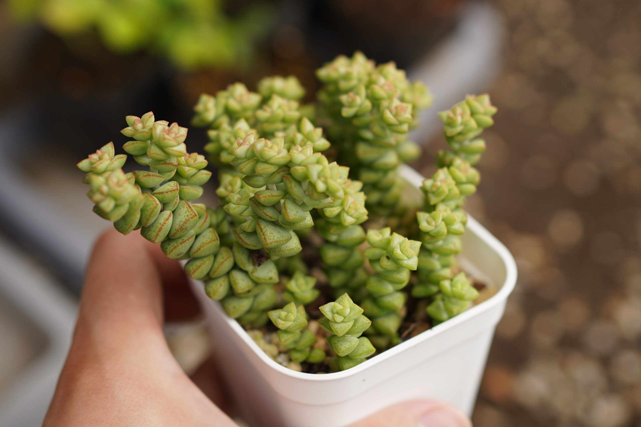 多肉植物の枯れ葉