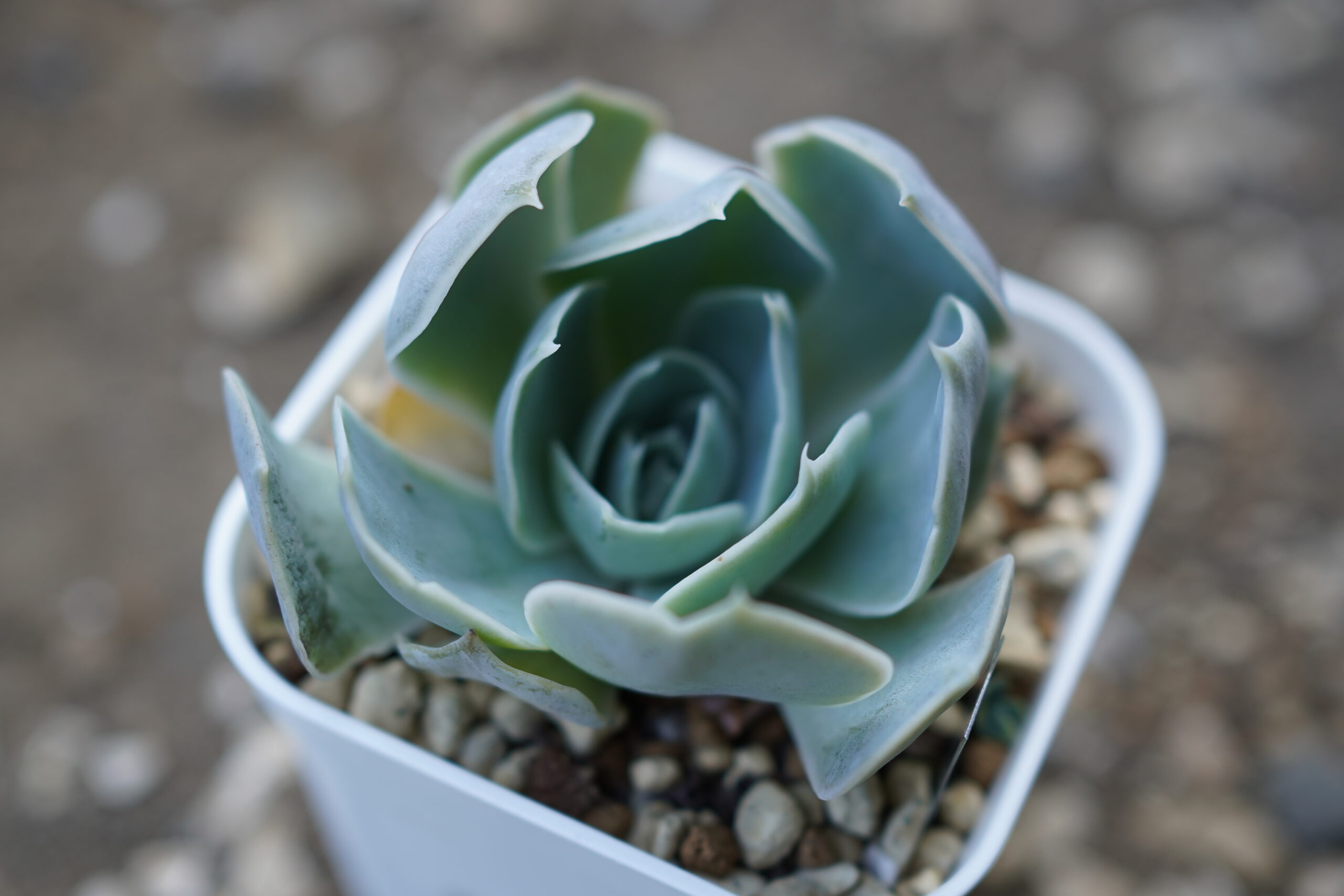 多肉植物 水やり