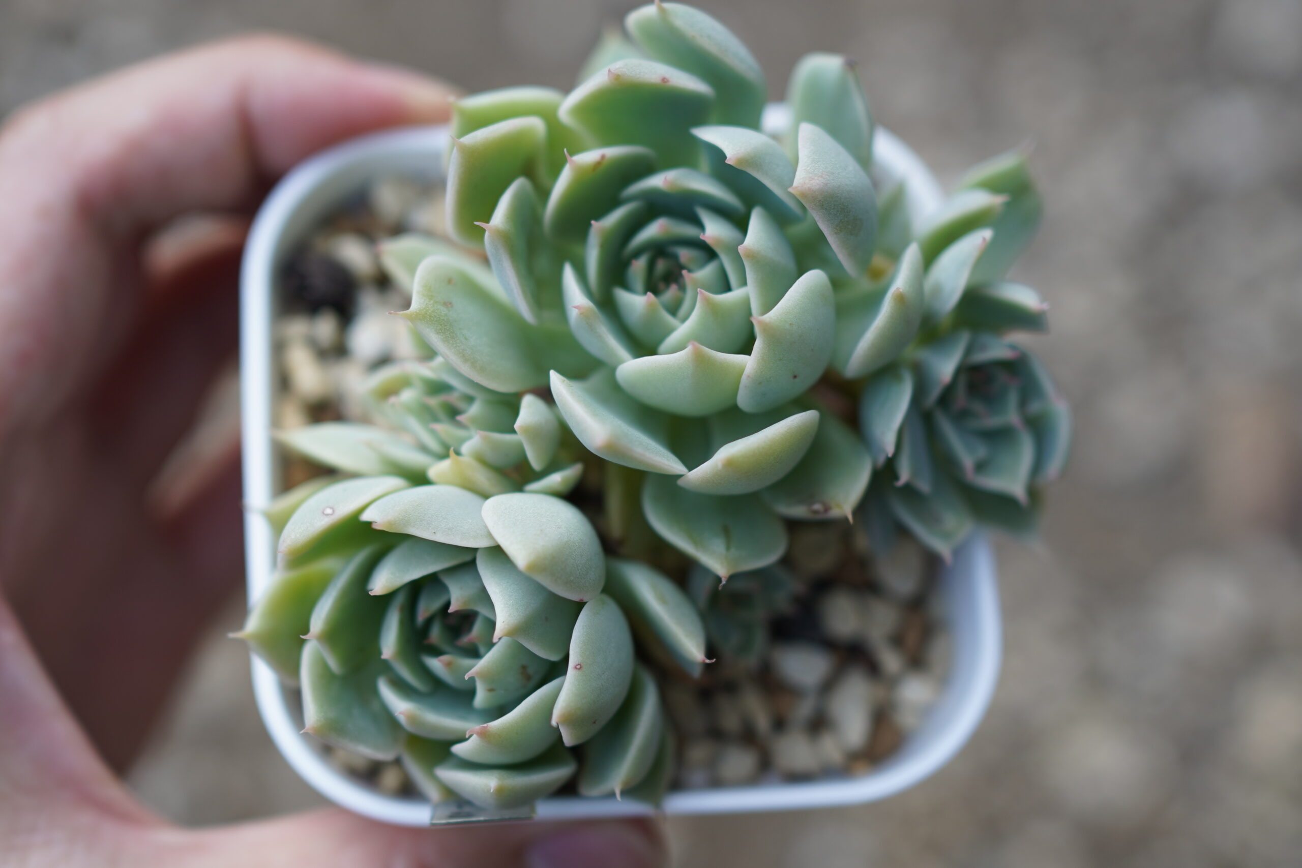 多肉植物 水やり