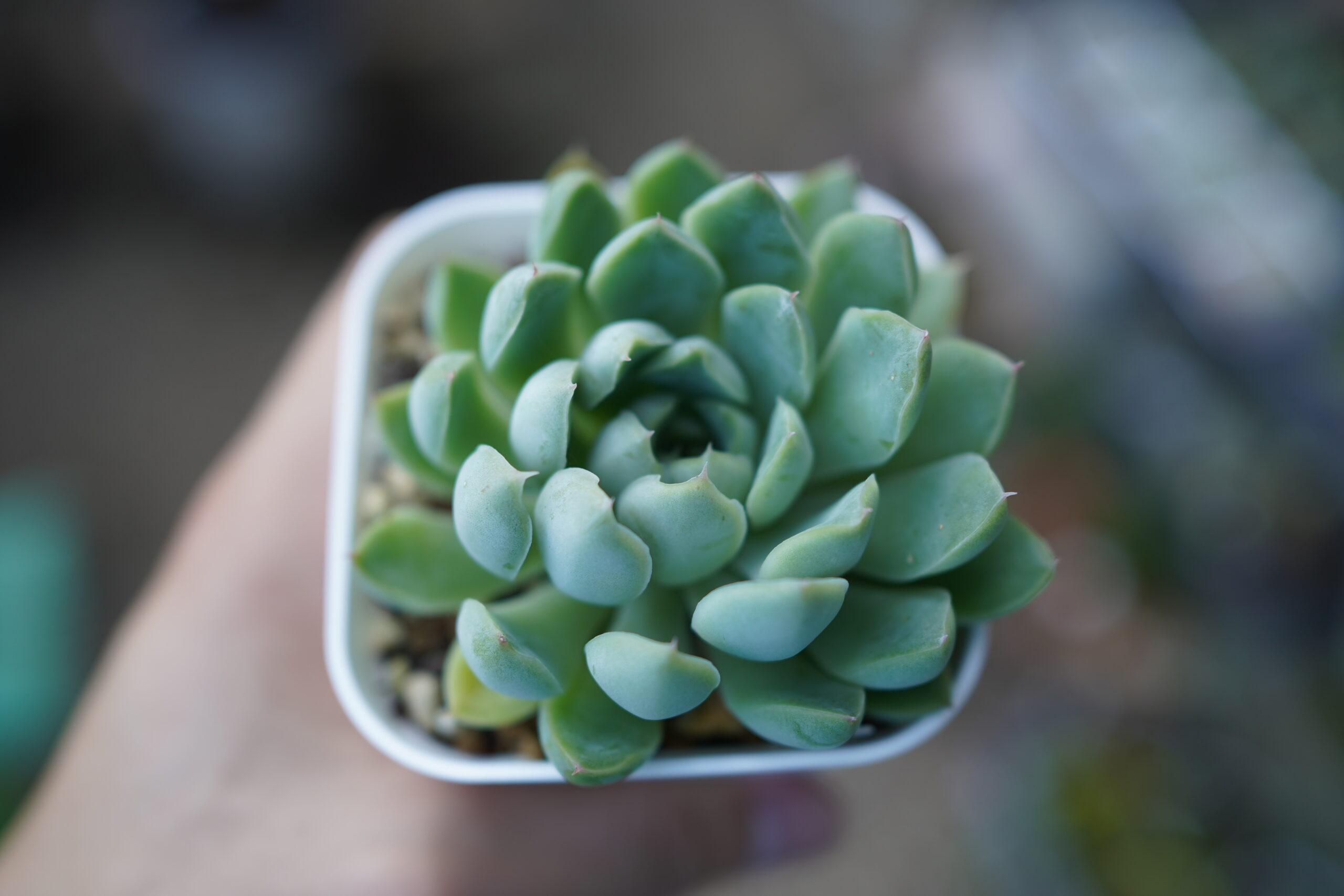 多肉植物 水やり