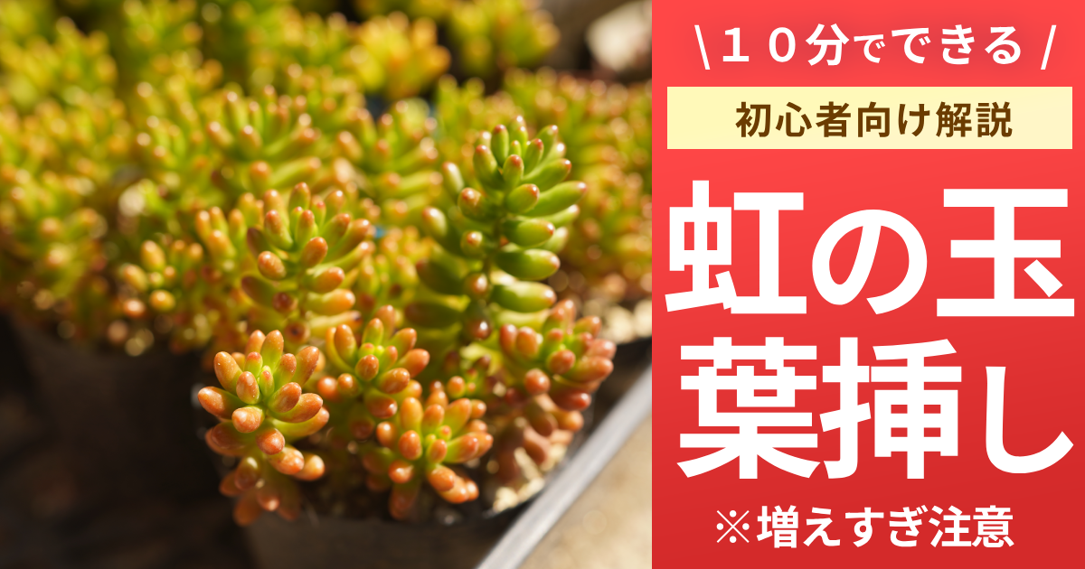 超簡単】虹の玉を無限に増やす方法。初心者でも10分でできる【葉挿し 