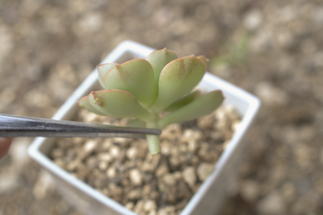 多肉植物　挿し芽　やり方