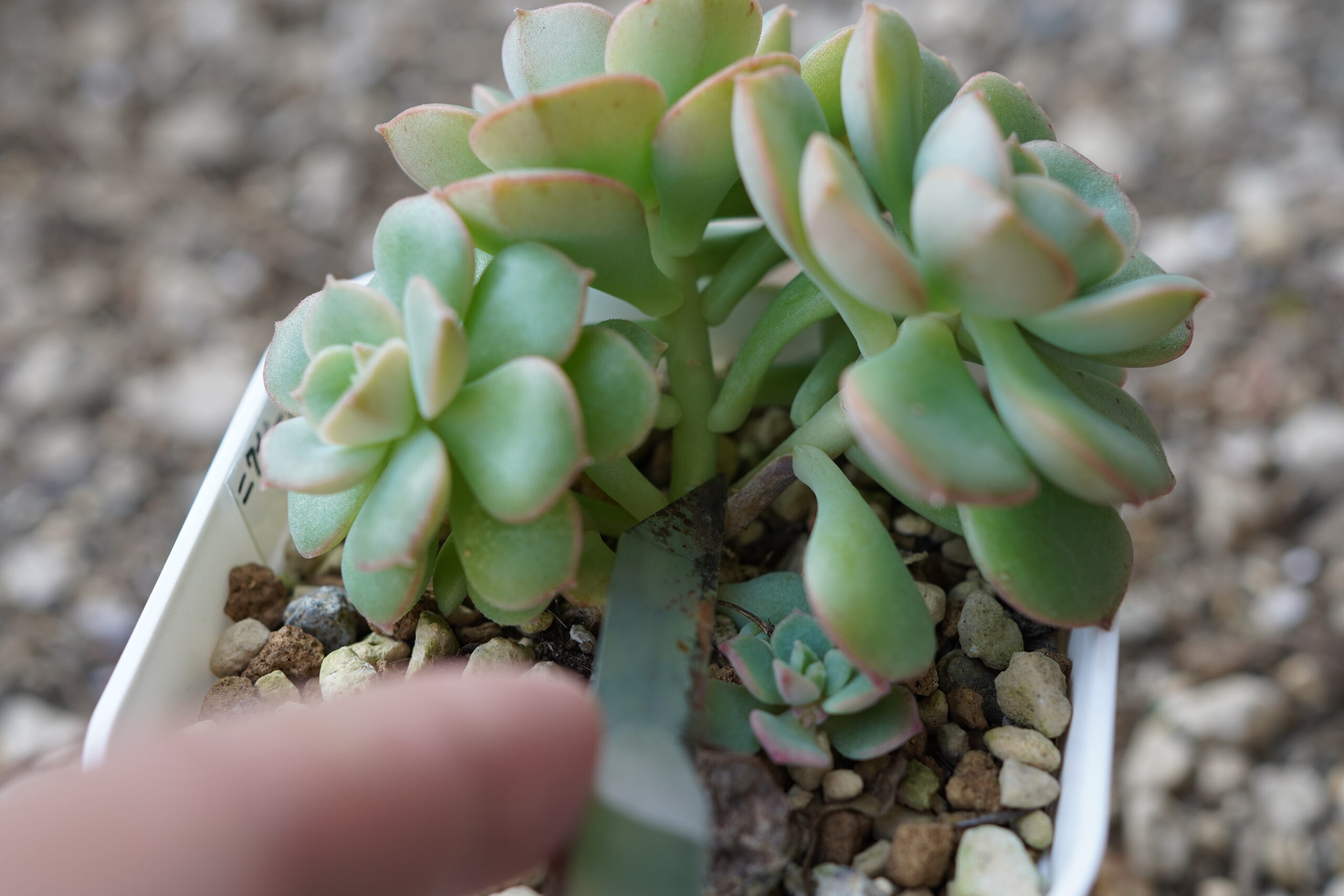 多肉植物　挿し芽　やり方