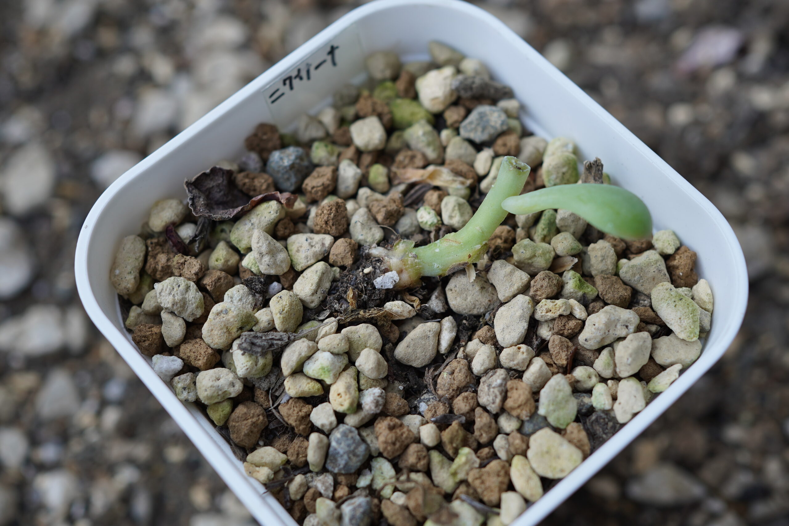 多肉植物　挿し芽　やり方