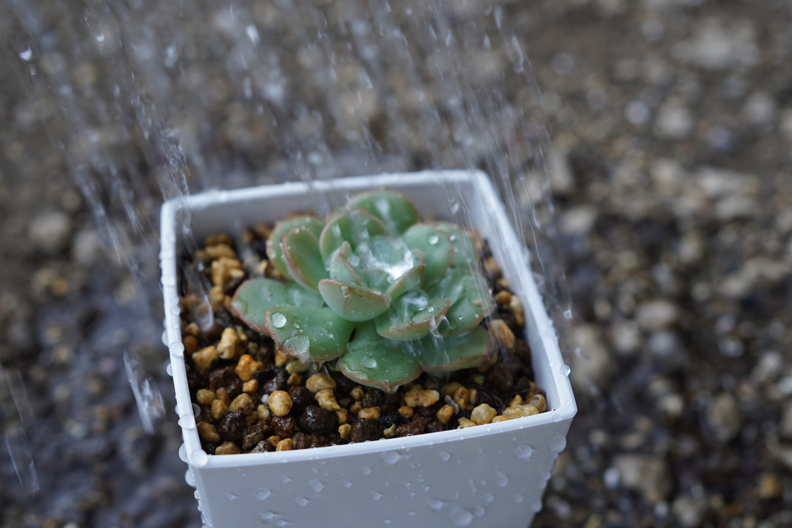 エケベリア 多肉植物