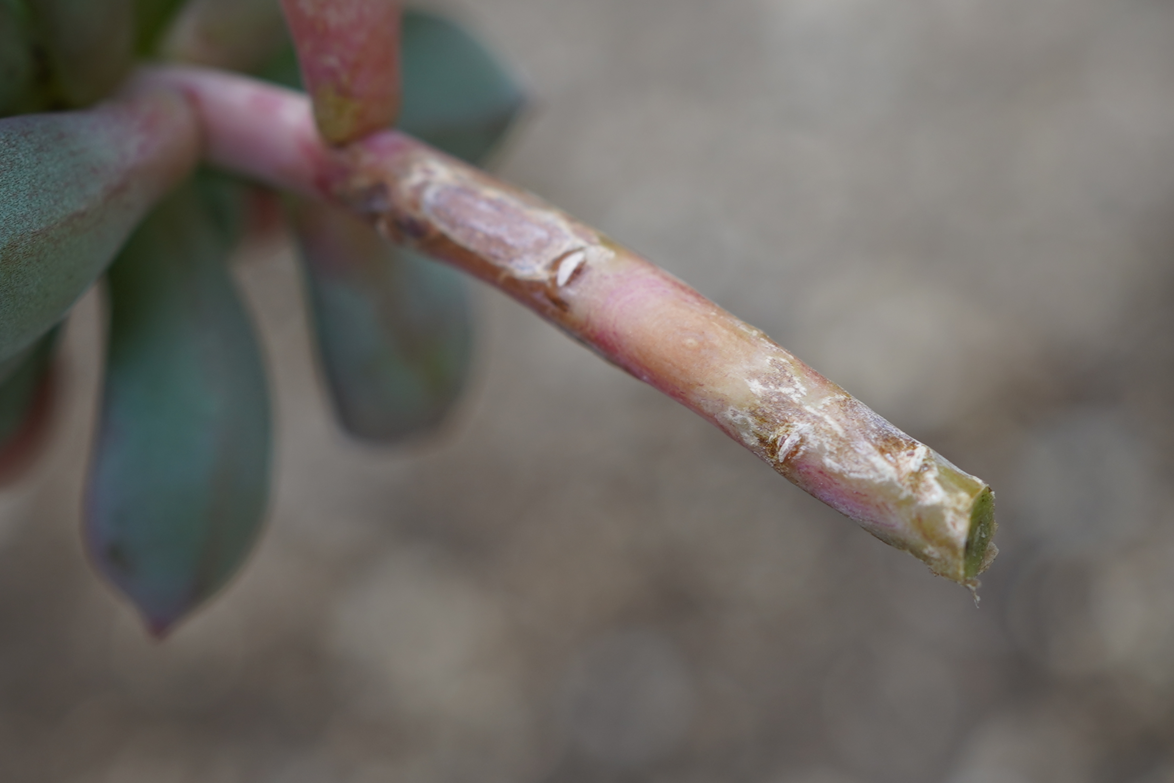 多肉植物　挿し芽　やり方