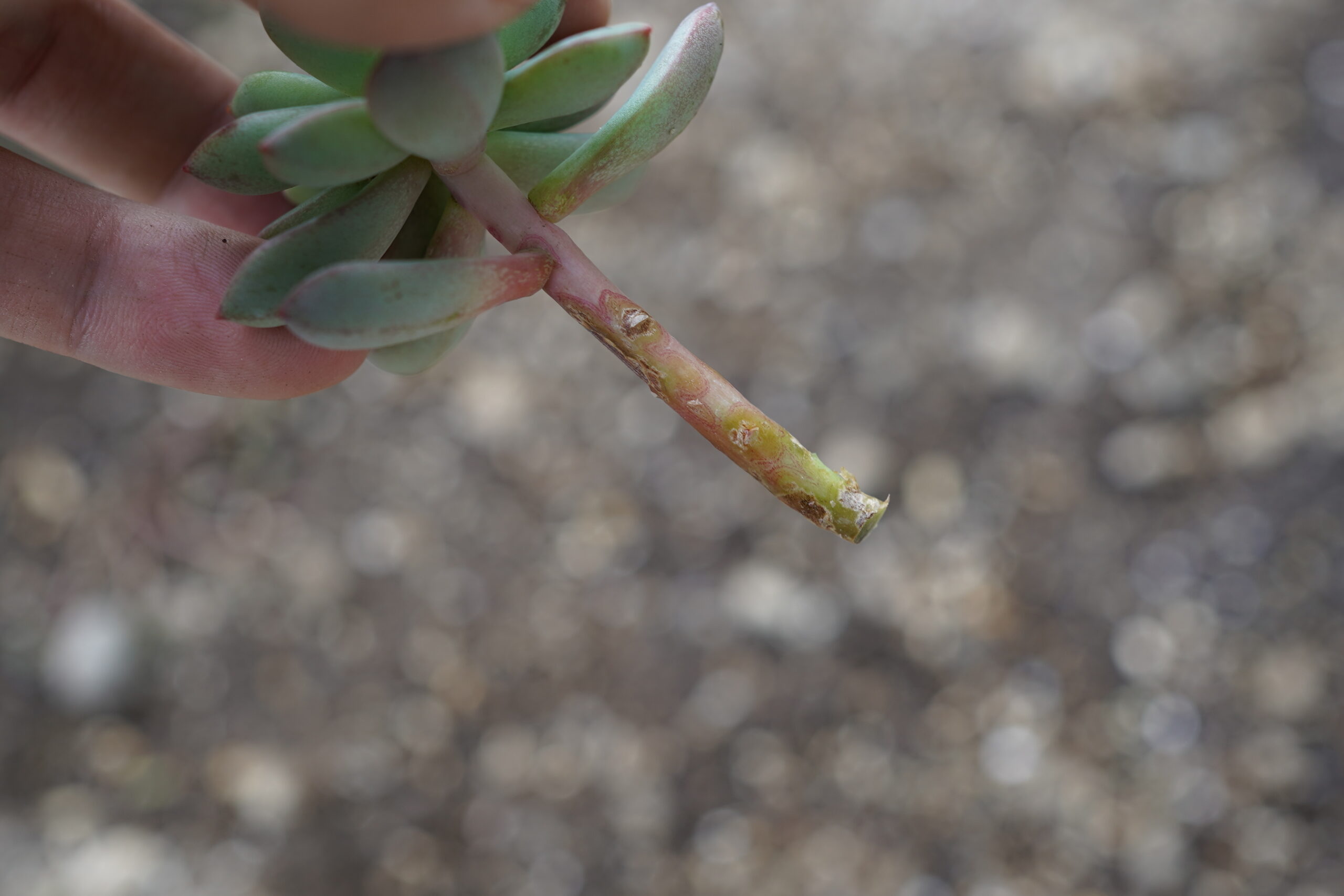 多肉植物　挿し芽　やり方