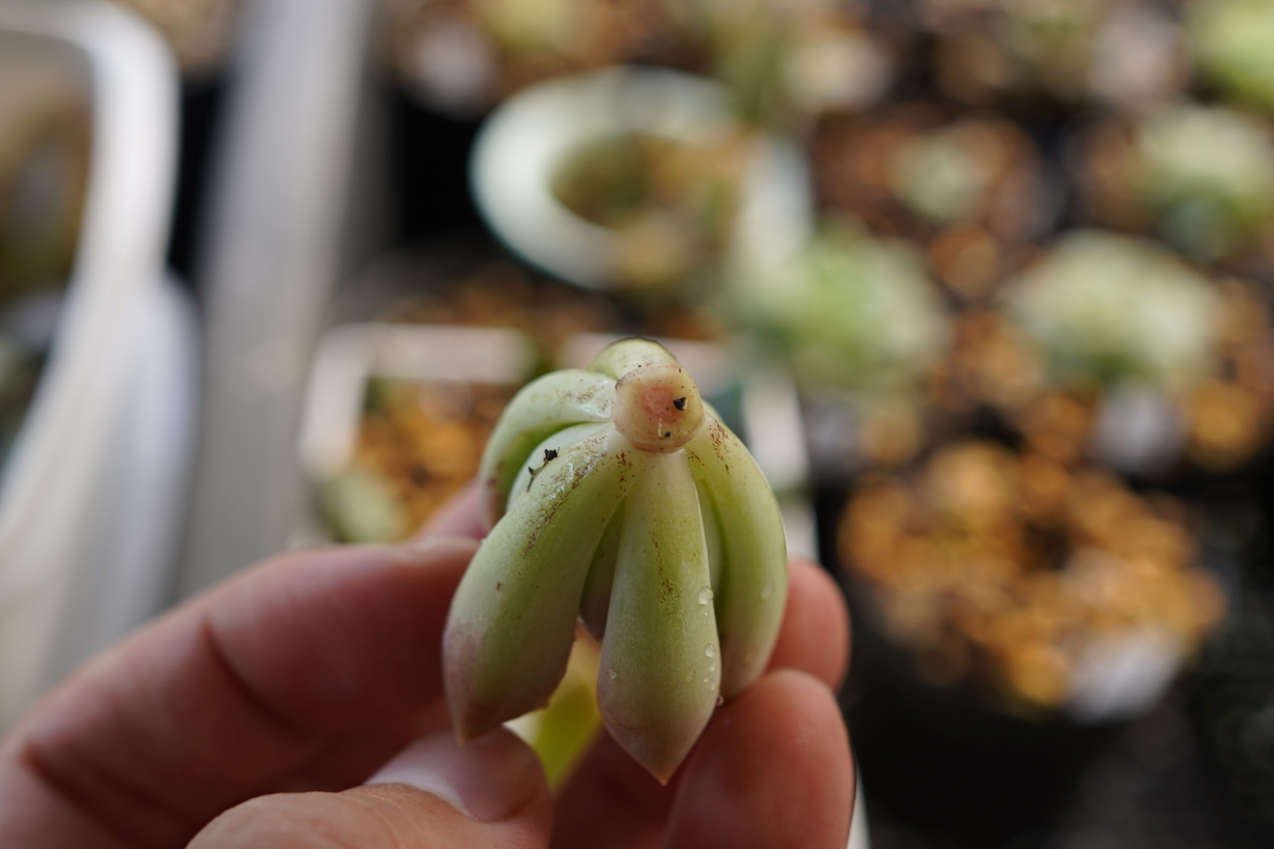 多肉植物　挿し芽　やり方