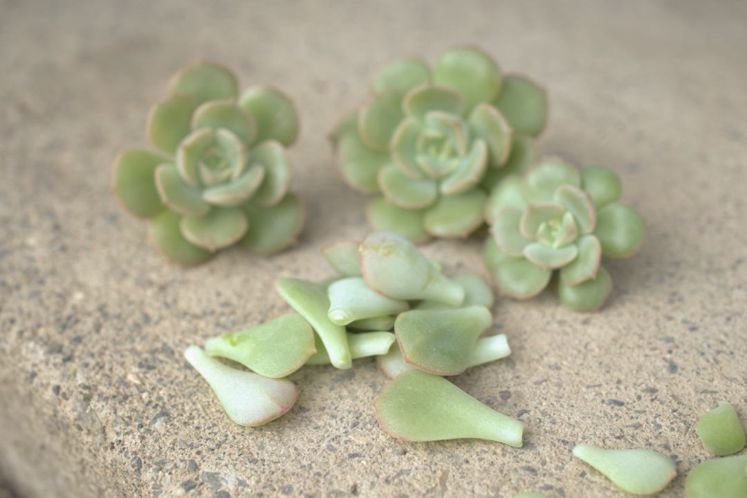 多肉植物　挿し芽　やり方