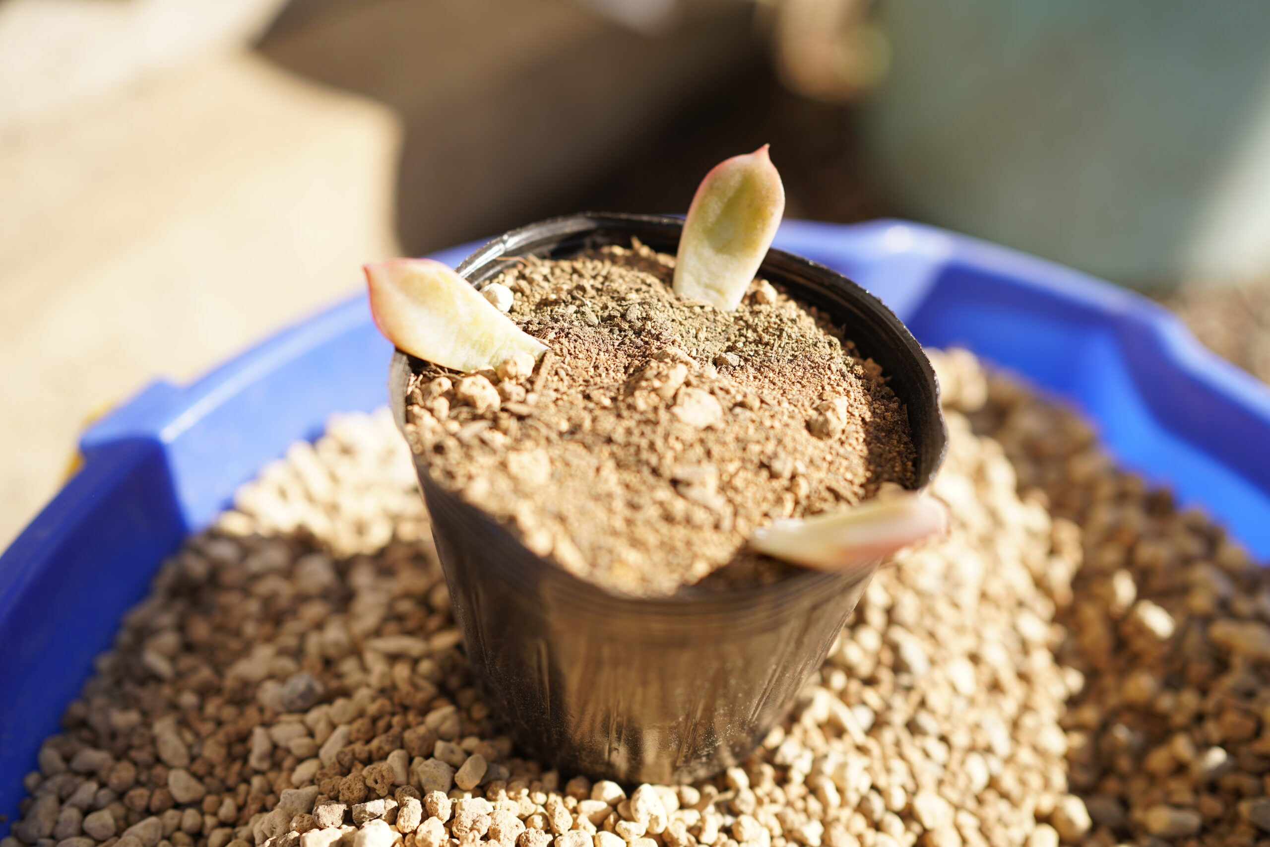 葉挿しの成長を加速】多肉植物の葉挿しに使う土の最適解。種まき培土を使うべし。 ゆるネイチャー