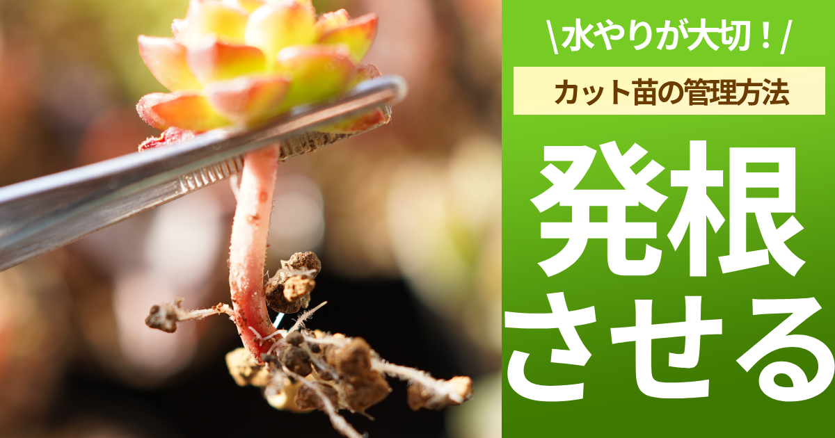 多肉植物】カット苗の根を発根させる方法を解説。発根のメカニズム【水 