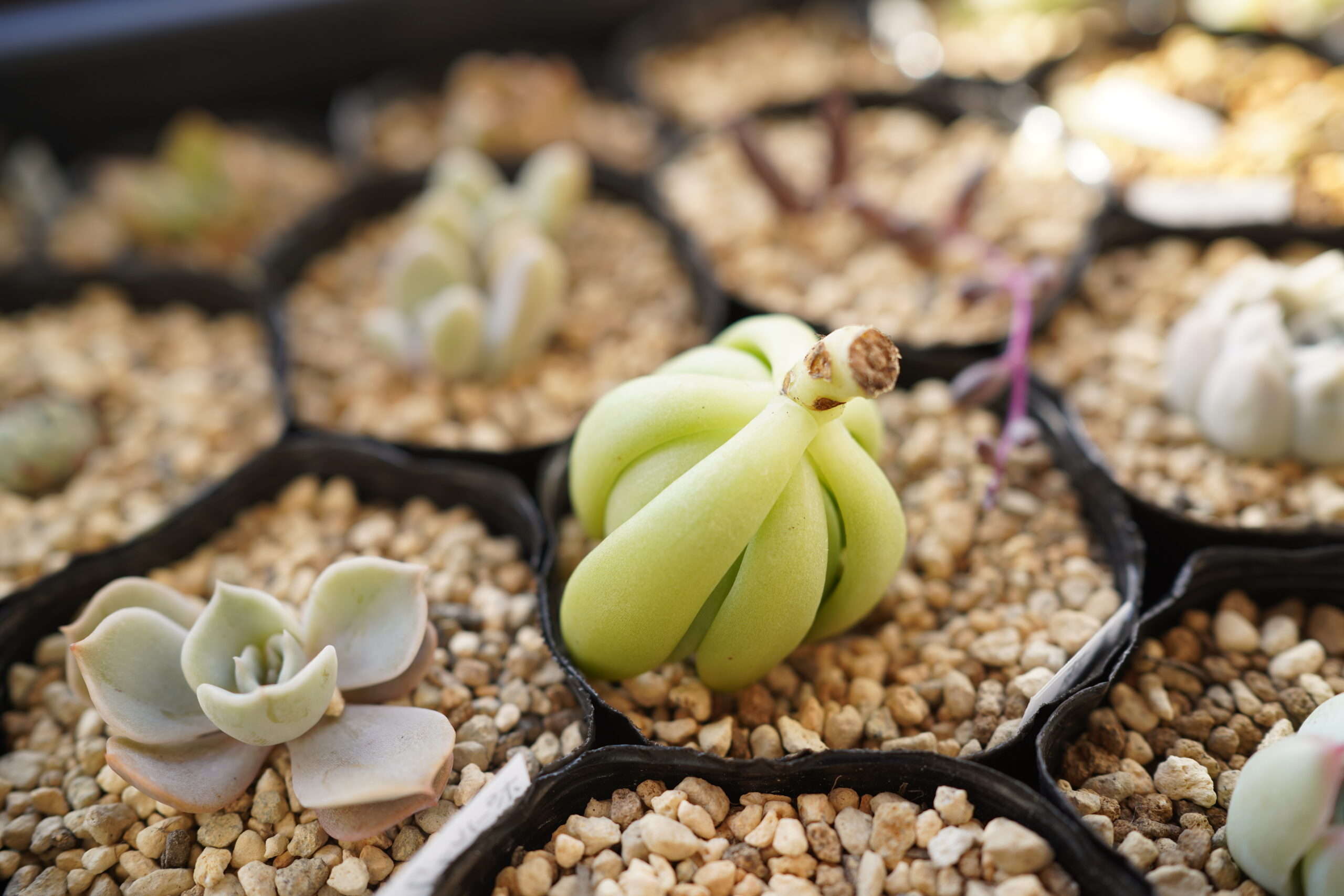 多肉植物 発根しない