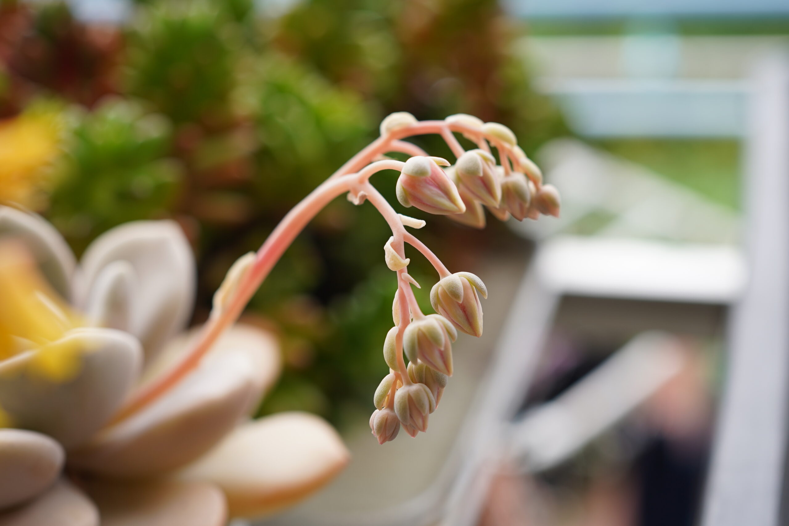 エケベリア 花 取り方