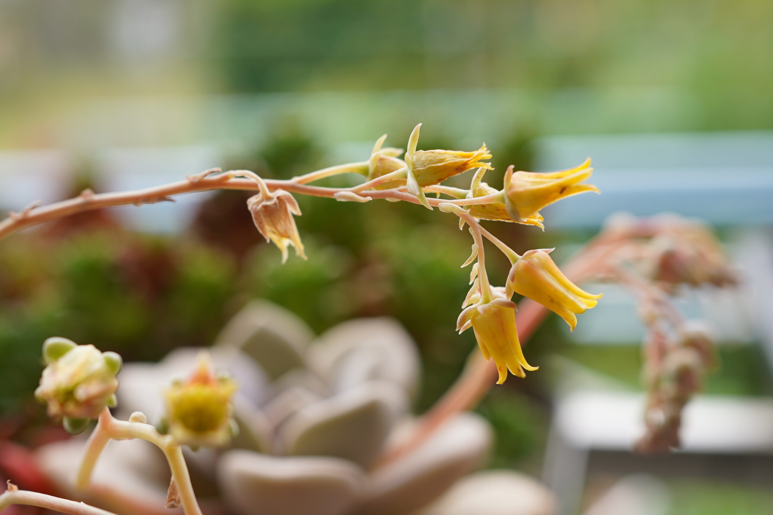 エケベリア 花 取り方