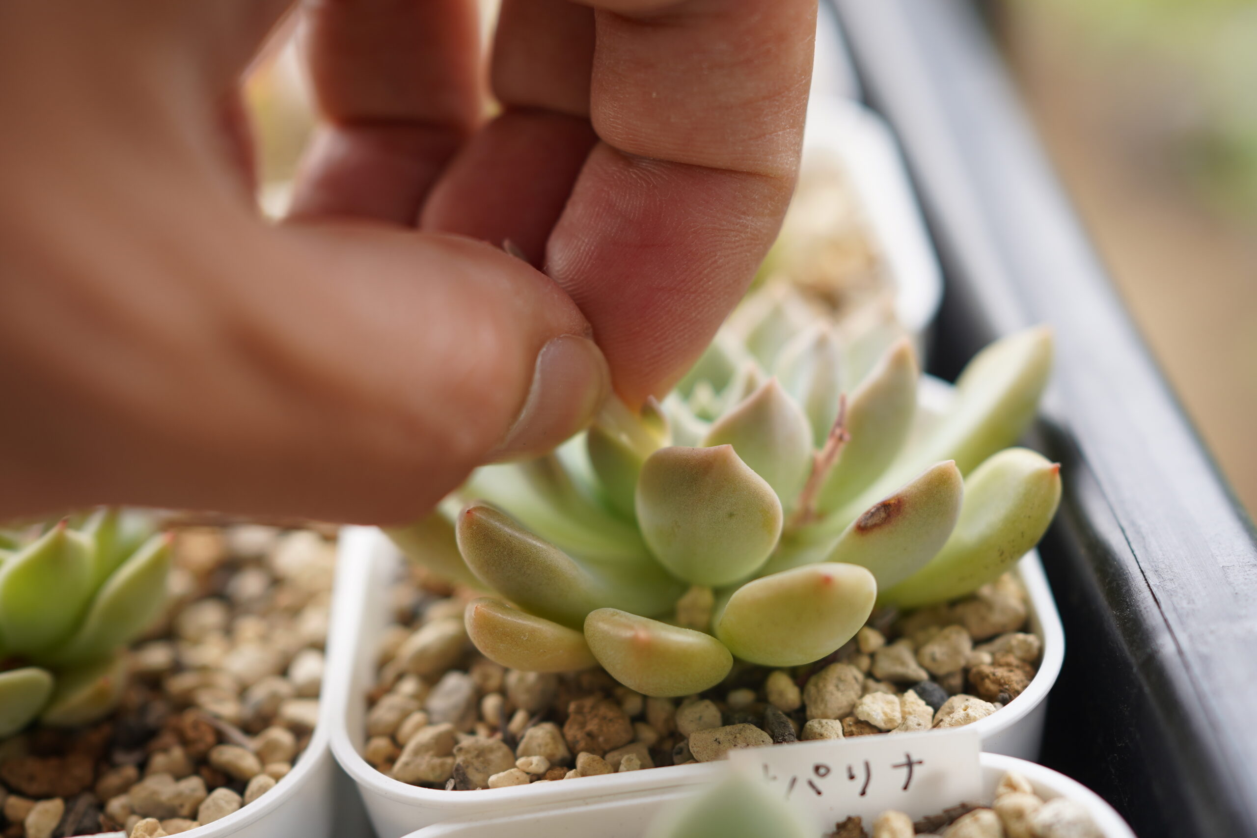 エケベリア 花 取り方