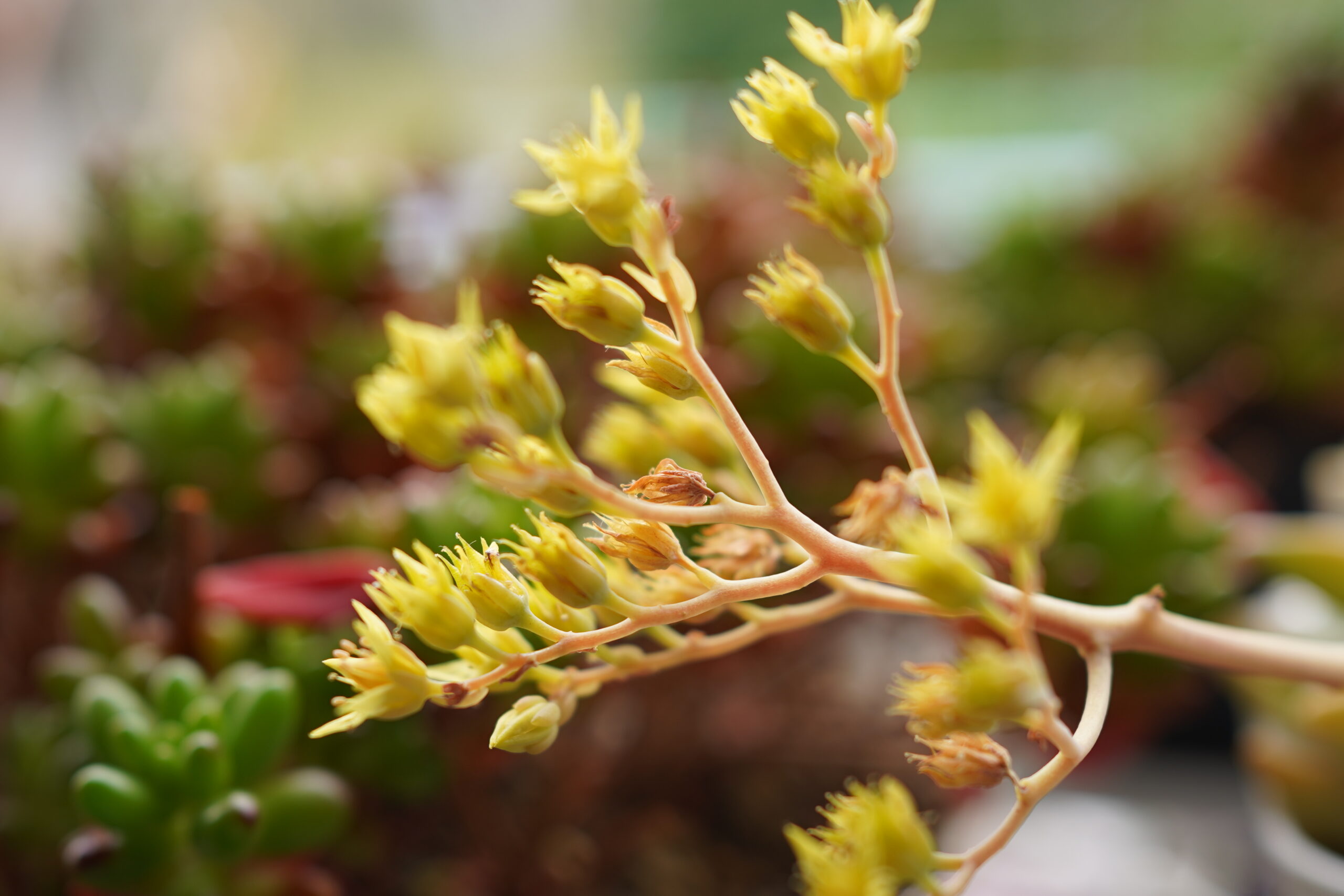 エケベリア 花 取る