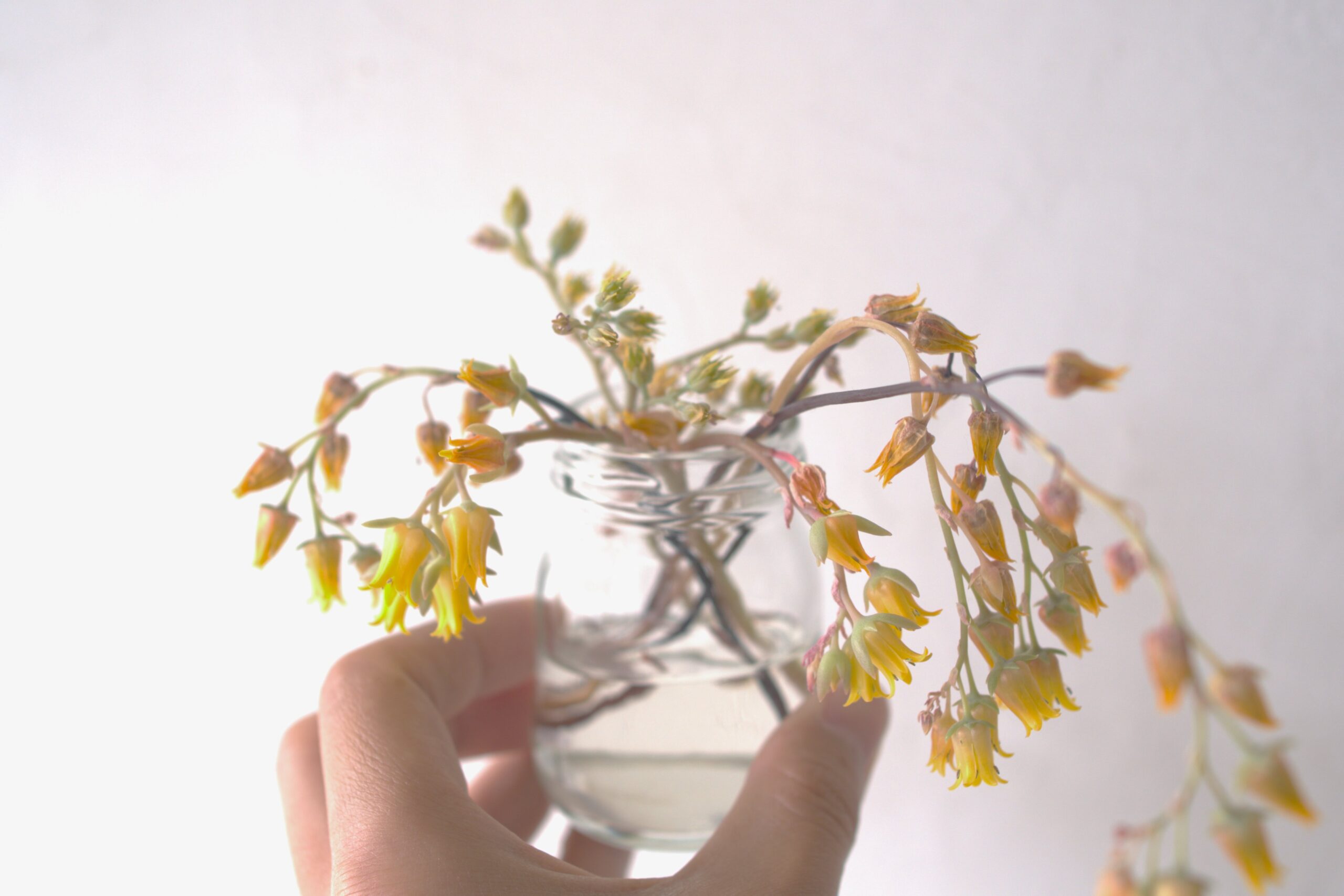 エケベリア 花の楽しみ方