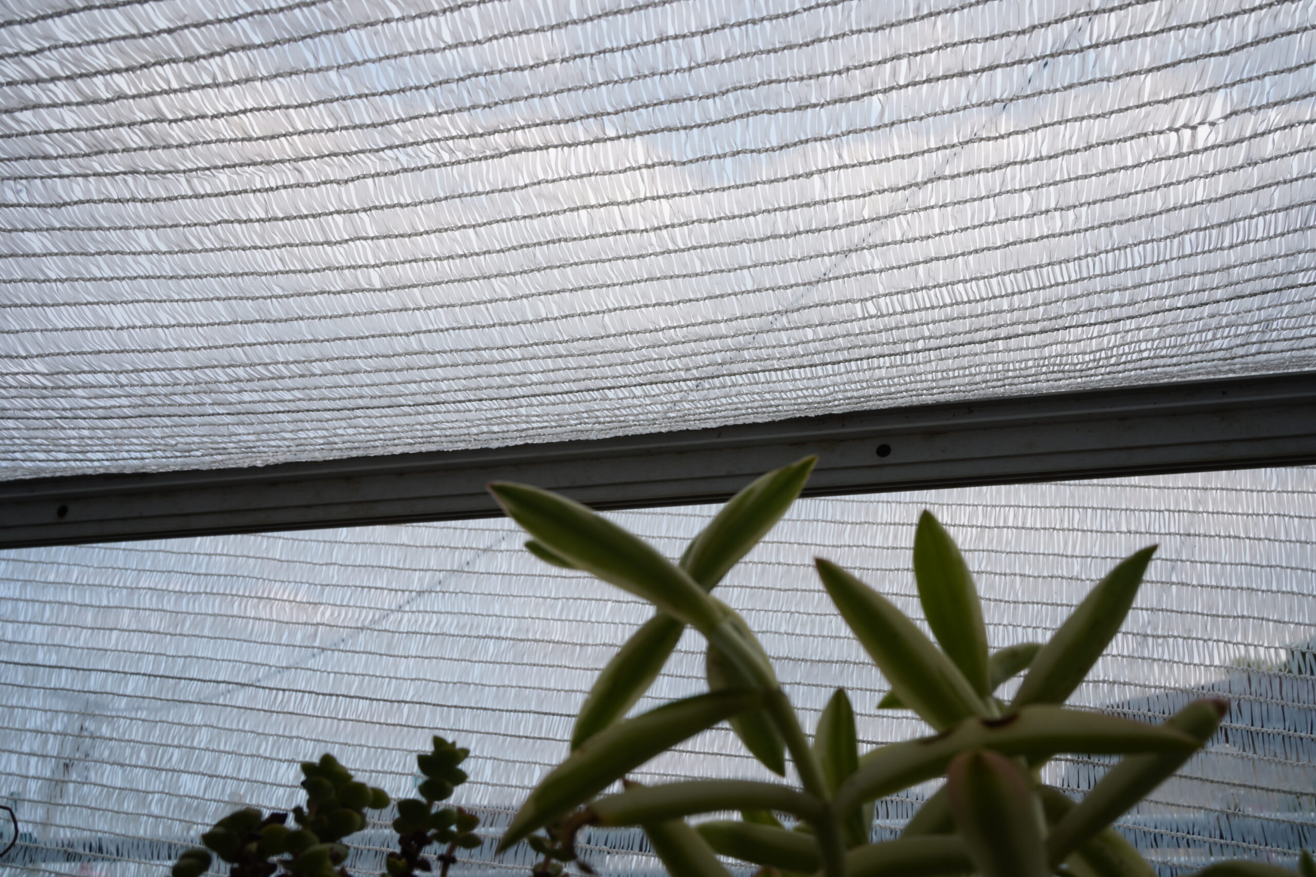 多肉植物 霧吹き 夏