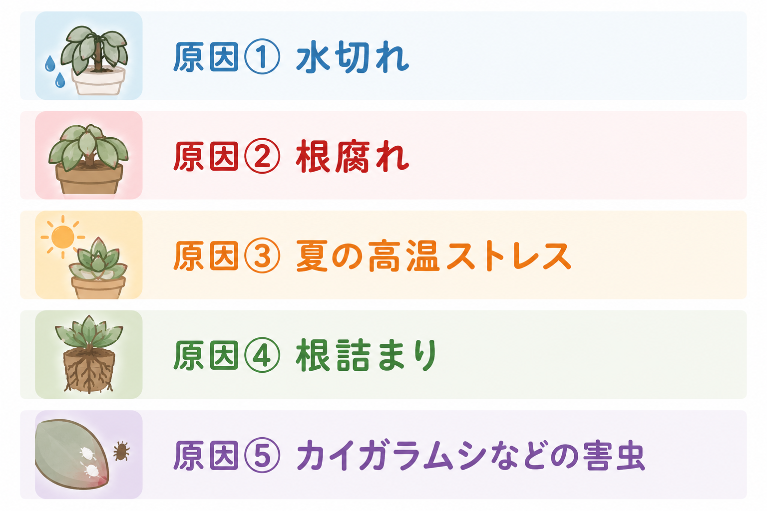 多肉植物しわしわ
