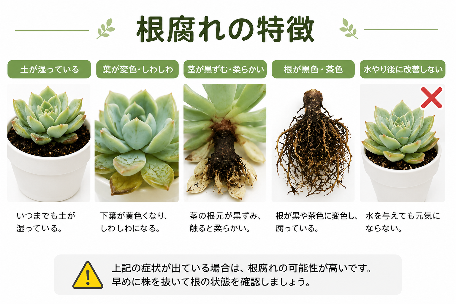 多肉植物根腐れ