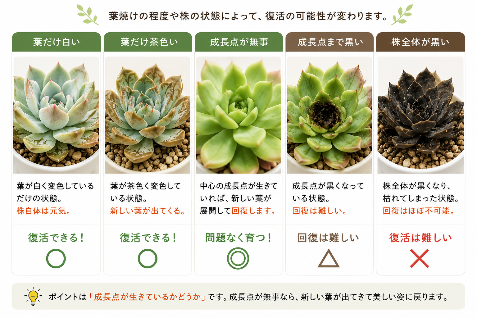 多肉植物 葉焼け