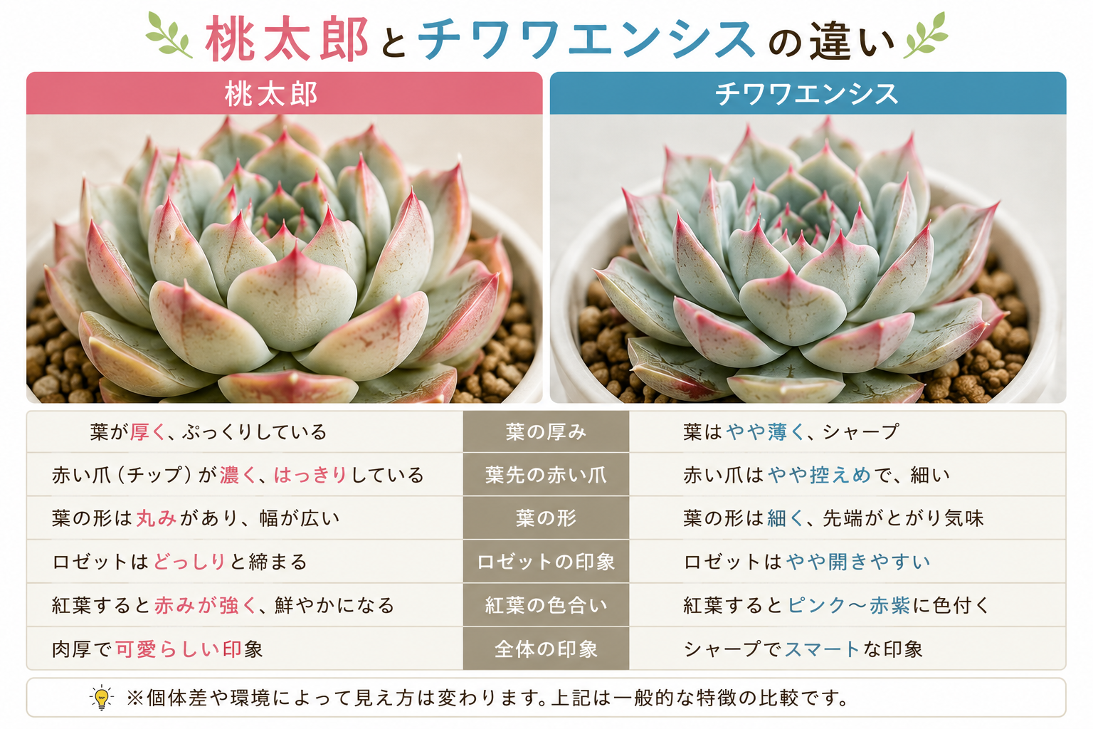 桃太郎　チワワエンシス