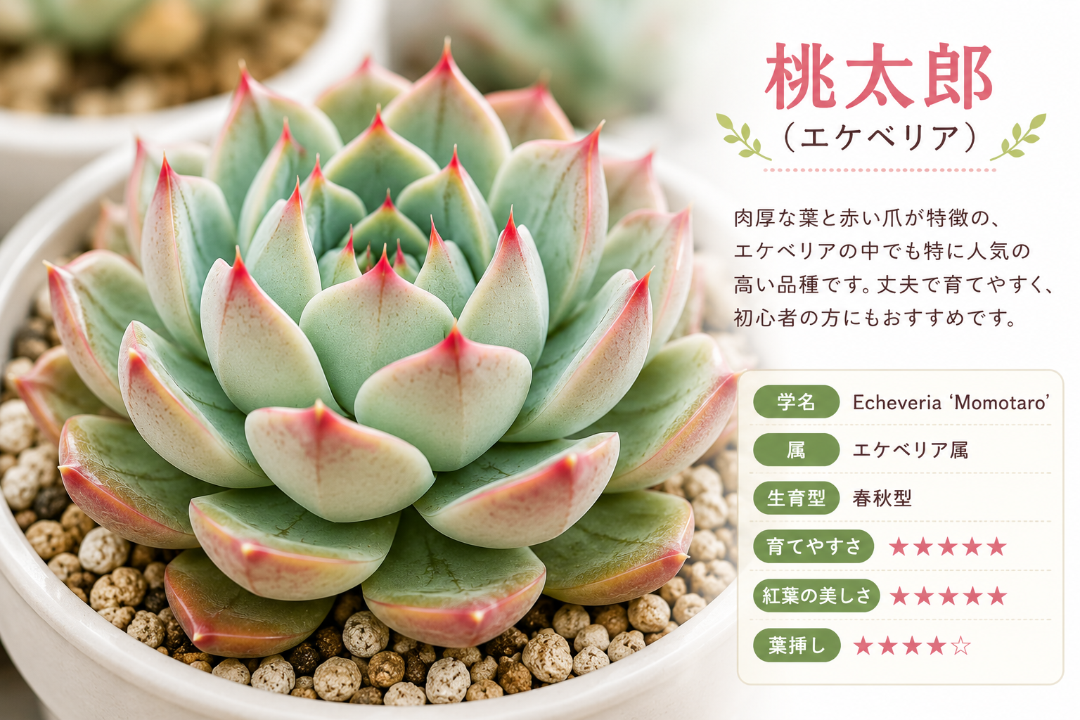 エケベリア　桃太郎