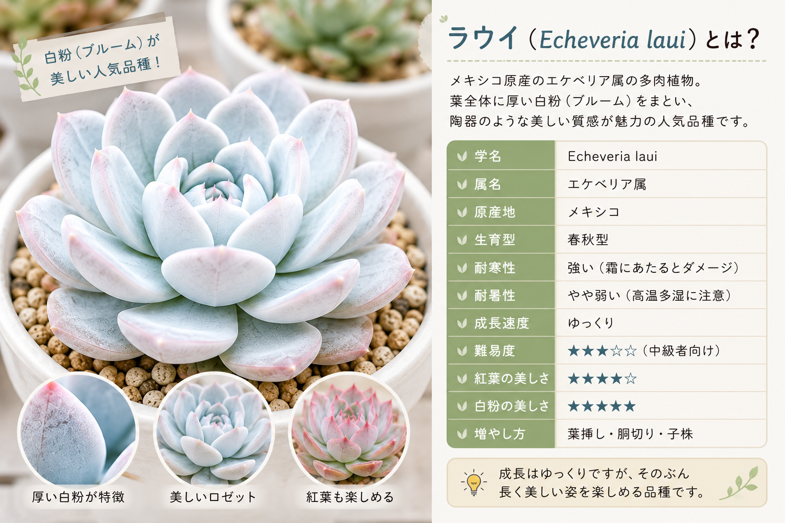 ラウイ 育て方