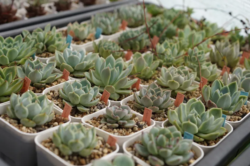 多肉植物 夏 植え替え