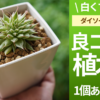 ダイソー植木鉢