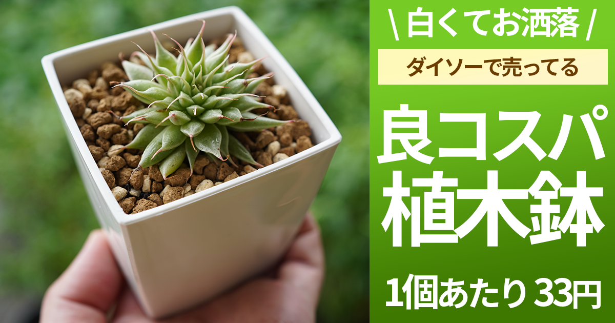 プレステラ代用品】ダイソーで売ってる「白い植木鉢」をレビュー。 - ゆるネイチャー