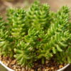 多肉植物の枯れ葉
