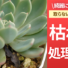 多肉植物の枯れ葉処理