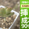 多肉植物　挿し芽　失敗