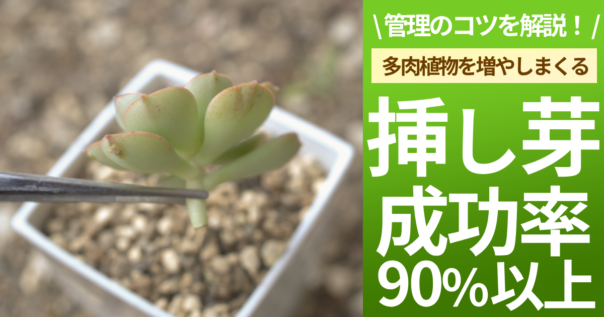 多肉植物　挿し芽　失敗