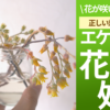 エケベリア 花 どうする？