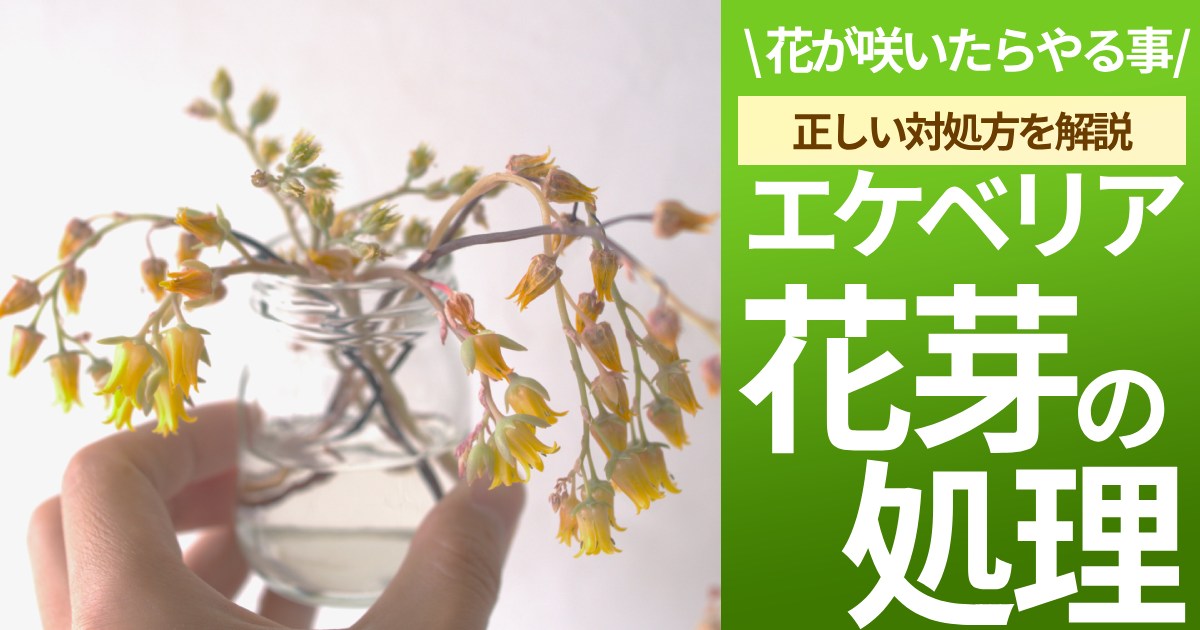 エケベリア 花 どうする？