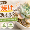 多肉植物　葉焼け