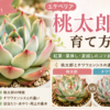 エケベリア　桃太郎