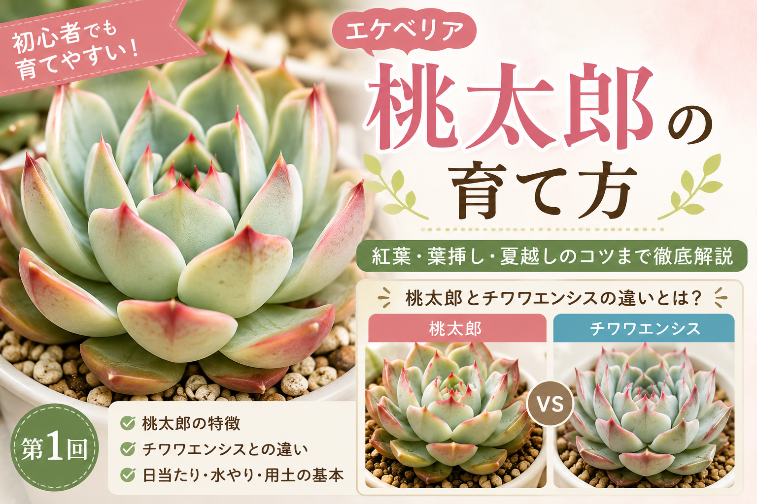 エケベリア　桃太郎