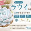 エケベリア　ラウイ