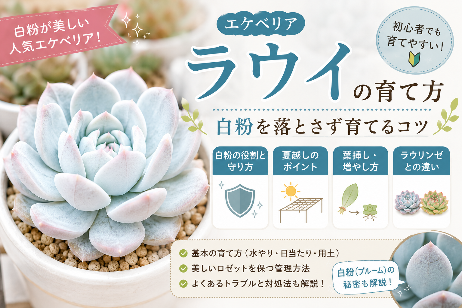 エケベリア　ラウイ
