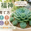 七福神　育て方