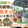 多肉植物　遮光